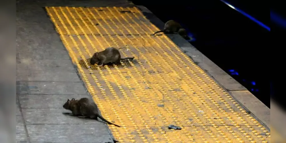 A aparição de ratos é um problema de saúde pública em Nova York