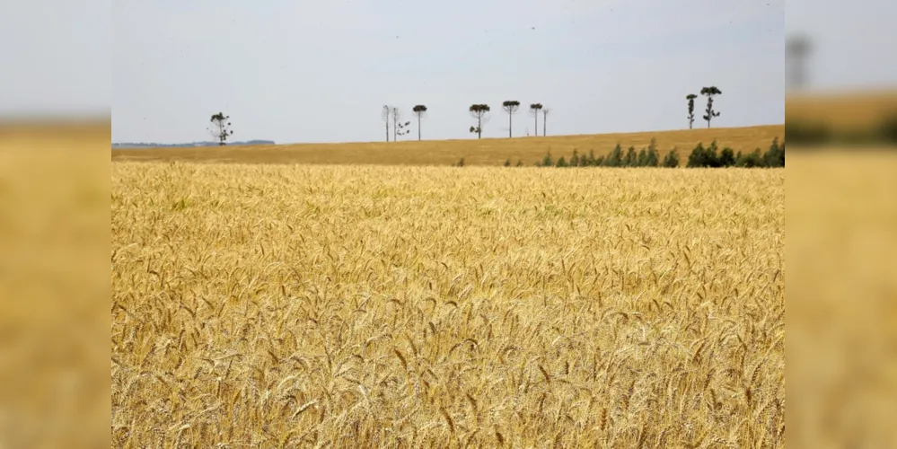 Plantação de trigo na região nesta safra foi de 168,3 mil hectares. Perspectiva inicial era de retirar 3,8 mil quilos por hectare do campo