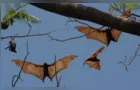 Cientistas descobrem vírus semelhante ao da covid-19 em morcegos