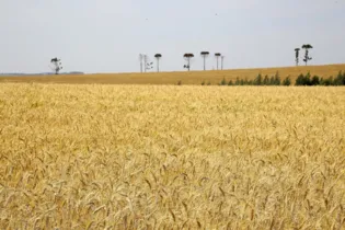 Plantação de trigo na região nesta safra foi de 168,3 mil hectares. Perspectiva inicial era de retirar 3,8 mil quilos por hectare do campo