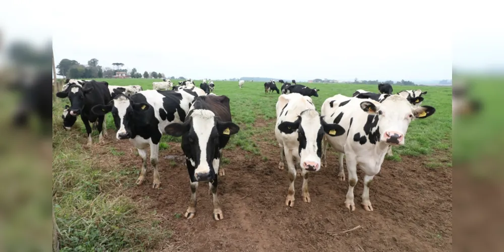 O setor leiteiro é um dos principais geradores de riquezas no campo nas cooperativas dos Campos Gerais