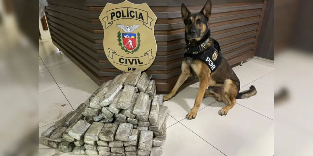 Ações com cães policiais da PCPR apreenderam mais de 10 toneladas de drogas em 2022