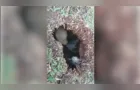 Moradora grava infestação de ratos em cidade do Paraná