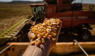 Clima no Rio Grande do Sul começa a impactar na qualidade do milho