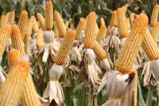 No setor agrícola, o milho é o segundo grão mais produzido nas cidades da região. Produção superou 880 mil toneladas