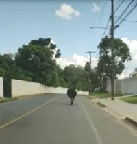 Animal circula pelo meio da rua no sentido Cará-Cará