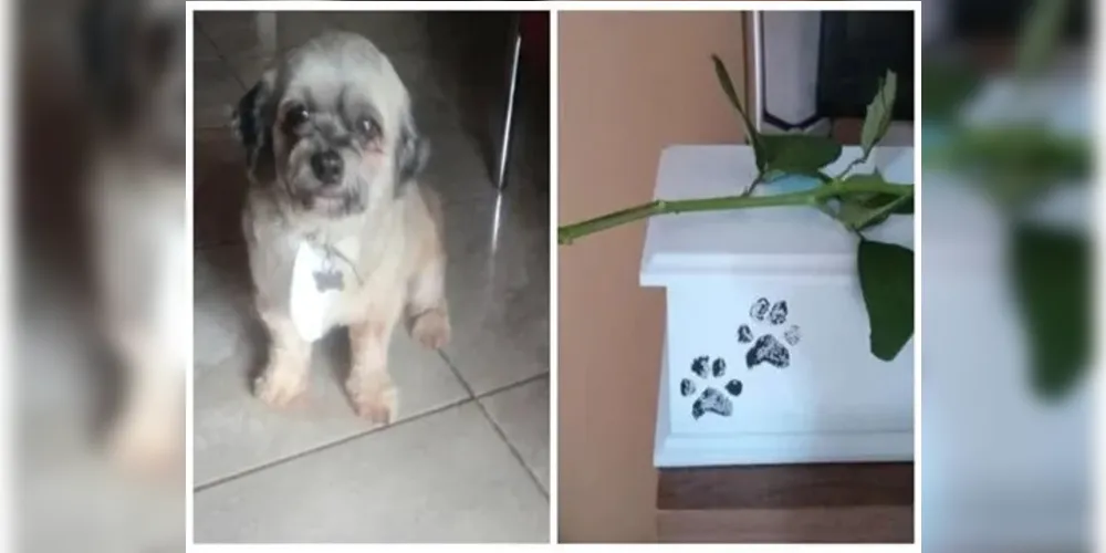Veterinário ligou para avisar que tinha acontecido um acidente com Luizinho