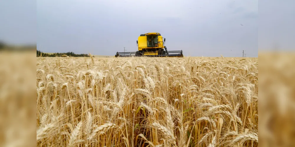 o plantio do trigo iniciado no Norte do Paraná deve se estender até pelo menos o final de maio