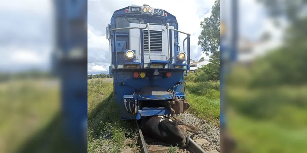 Animal foi atingido pelo trem neste domingo