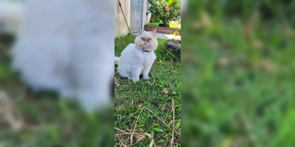 Gato branco da raça persa atende pelo nome de 'Polaco' e foi visto pela última vez na noite de segunda-feira (17)