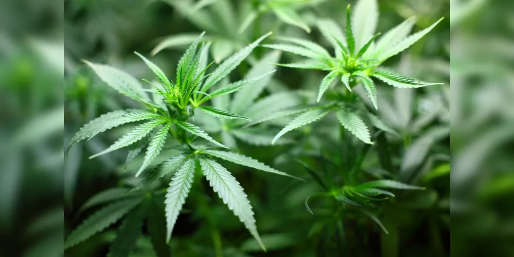 Preço elevado do óleo de Cannabis no mercado motivou o pedido