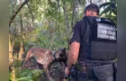 Polícia apreende drogas, dinheiro em espécie e munições em Palmeira