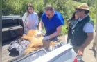 Lobo-guará é atropelado em rodovia dos Campos Gerais