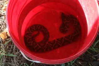 Serpente foi capturada na tarde desta quarta-feira (4), pelos bombeiros, no Jardim Primavera