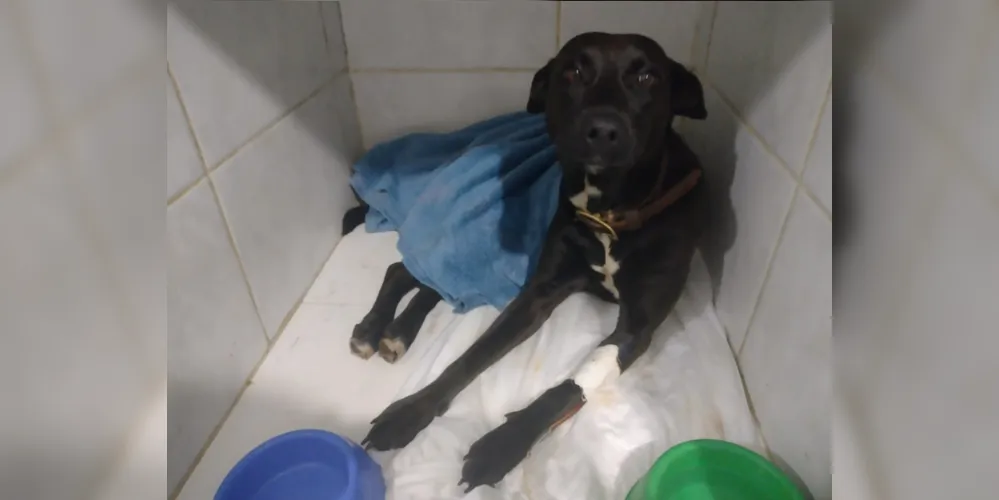Cadela foi resgatada e segue o tratamento em um lar temporário