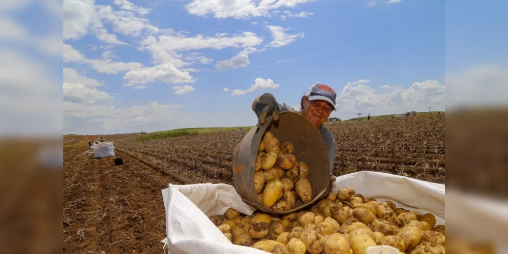 Dos 2,4 mil hectares de batata a serem retirados do solo, 88% estão com um bom desempenho e 12% classificados com qualidade média