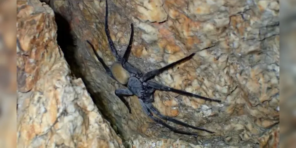 As aranhas gigantes possuem características únicas para sobreviver no ambiente subterrâneo