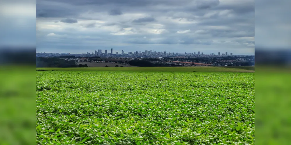 Relatório confirma o recorde da safra de soja, com 22,45 milhões de toneladas em uma área de 5,78 milhões de hectares