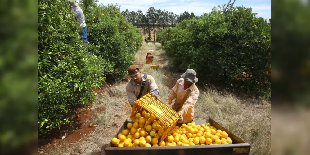 O setor de frutas atingiu aproximadamente R$ 2,5 bilhões em VBP