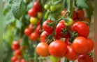 MP denuncia suspeito de matar a mulher em plantação de tomates