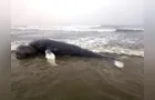 Baleia é encontrada morta no litoral do Paraná; veja fotos
