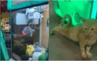 Vídeo: Homem 'ganha' gato de verdade em máquina de urso de pelúcia
