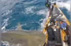 Pescador flagra momento que tubarão-tigre ataca o seu caiaque