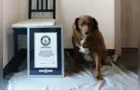Cachorro mais velho do mundo faz 31 anos e ganha festa de aniversário