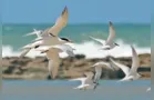 Brasil registra primeiros casos de influenza em aves silvestres