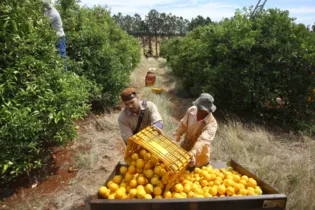 O setor de frutas atingiu aproximadamente R$ 2,5 bilhões em VBP