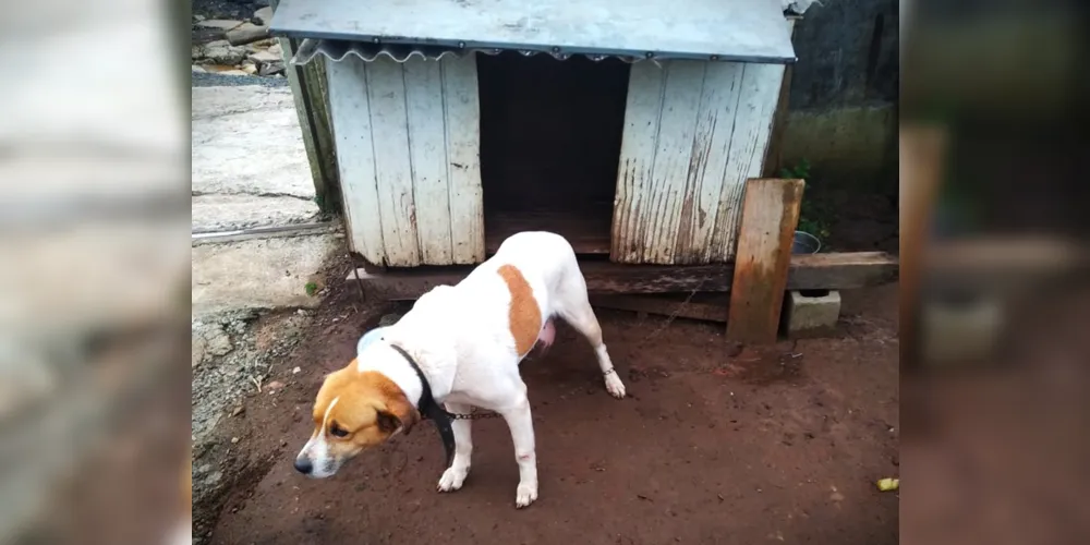 Cão teria sido vítima de chicotadas na região da Boa Vista, em Ponta Grossa
