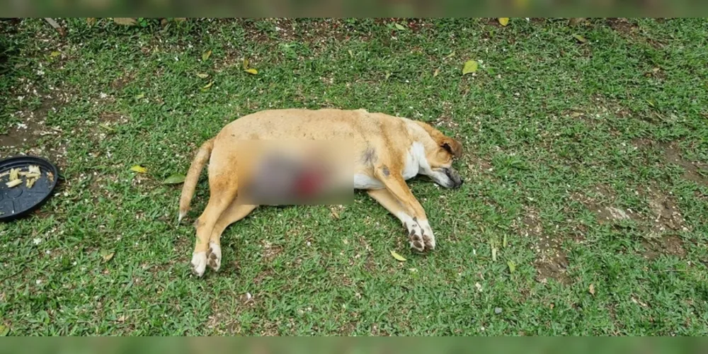 Inquérito investiga o crime, com aumento de pena pela morte do animal.