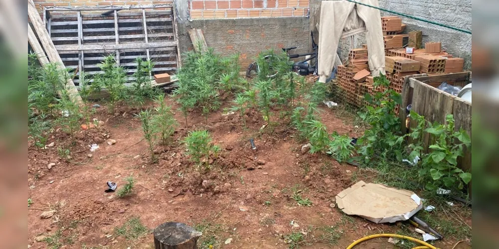 Polícia descobre plantação de maconha na Nova Rússia