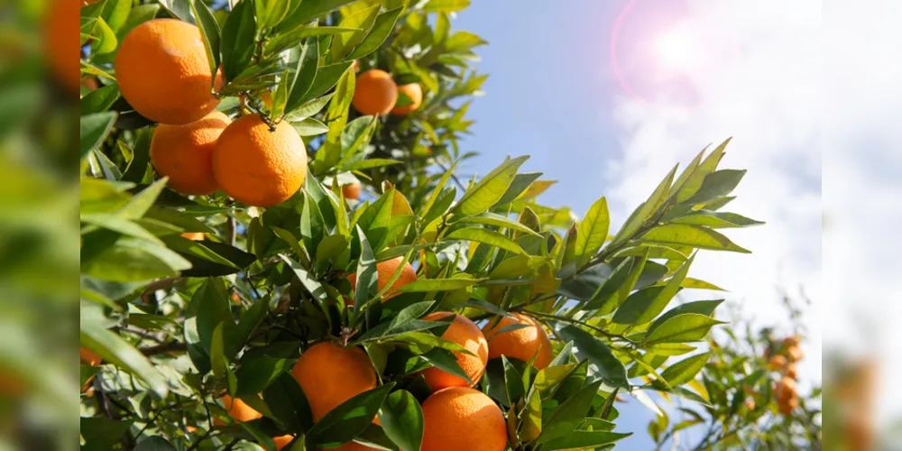A laranja apresenta o segundo melhor desempenho neste ano