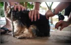 Após 40 anos, SP registra primeiro caso de raiva canina