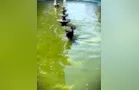 Vídeo flagra cachorro se refrescando no ‘Ponto Azul’ de Ponta Grossa