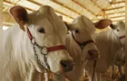 1ª Transforma Agro Paraná tem atrações para toda família