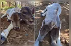 Bezerra nasce com duas cabeças na Bahia; veja vídeo