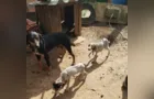 Idoso é preso por maus tratos contra cachorros em Imbituva