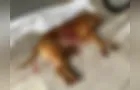 Homem mata pitbull a facadas em Maringá