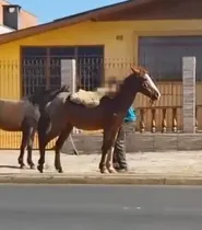 Um dos cavalos que estava com o homem é agredido no rosto