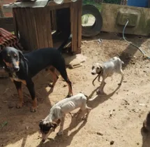 Imagem ilustrativa da imagem Idoso é preso por maus tratos contra cachorros em Imbituva