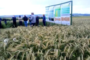 IDR-Paraná mostra viabilidade do cultivo de cereais de inverno em Ponta Grossa