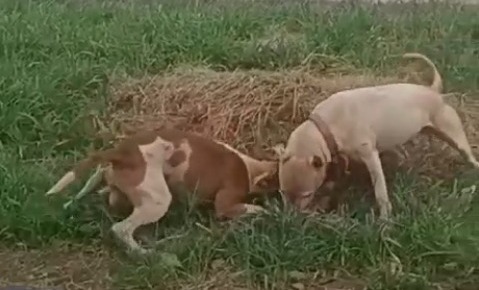 Pitbulls atacaram outro cachorro no Jardim Paraíso, em Ponta Grossa