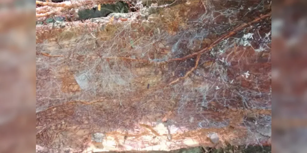 Raízes e fungos na parte interna da casca da árvore morta