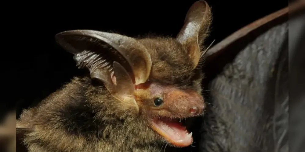 Localizado inicialmente em uma área costeira de Santa Catarina, o morcego agora foi encontrado em uma floresta de araucárias no Sudoeste do Paraná