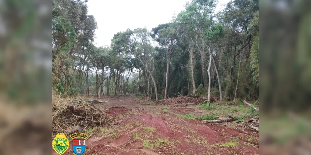 Equipe policial constatou a destruição de 1,9 hectare de vegetação nativa