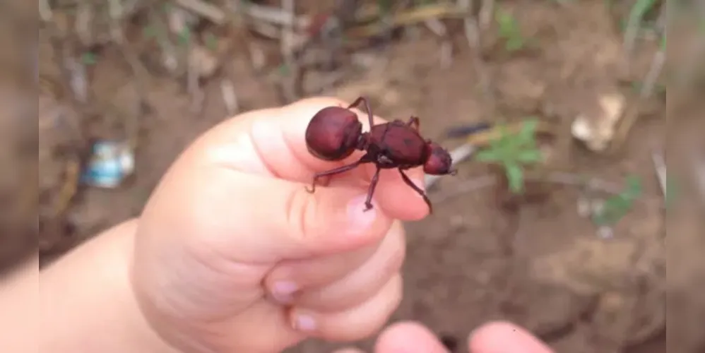 O consumo da formiga vem da cultura indígena