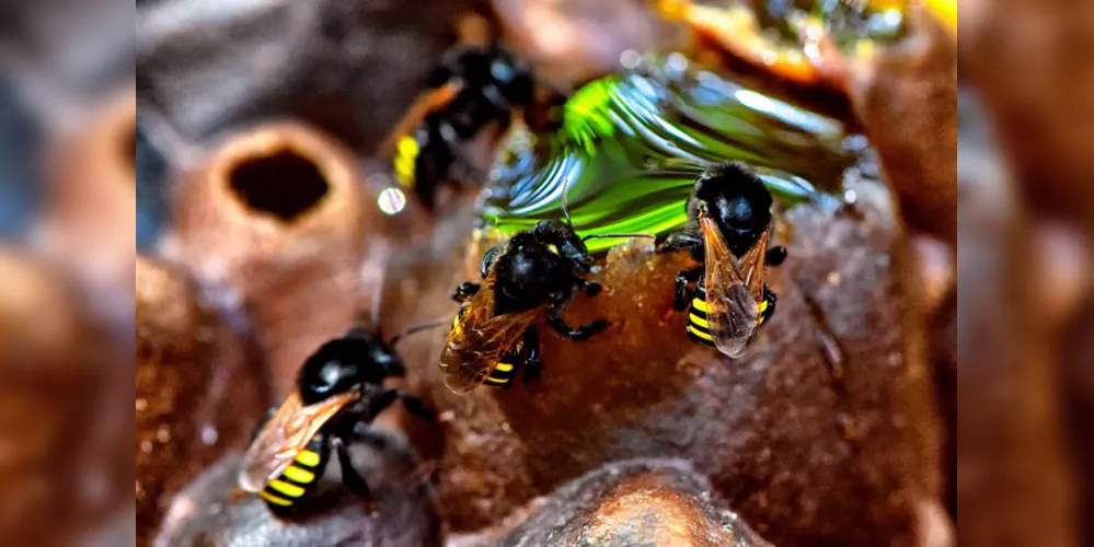 Em Porto Amazonas, alguns produtores trabalham com a produção de mel, tanto de abelhas com ferrão quanto as nativas (sem ferrão)