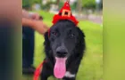 Evento para doação de animais reúne centenas de pessoas em PG